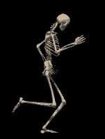 esqueleto.gif